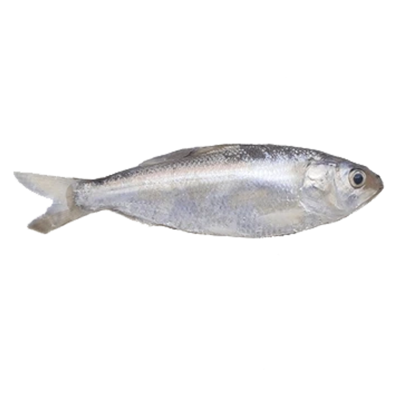 Sea Chapila